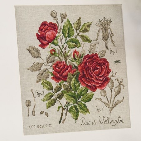 Aïda : Étude à la rose « Duc de Wellington » (maxi-grille) à broder au point de croix