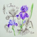 Aïda : Iris Study (maxi-pattern)