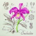Linen : Orchidée Study (maxi-pattern)