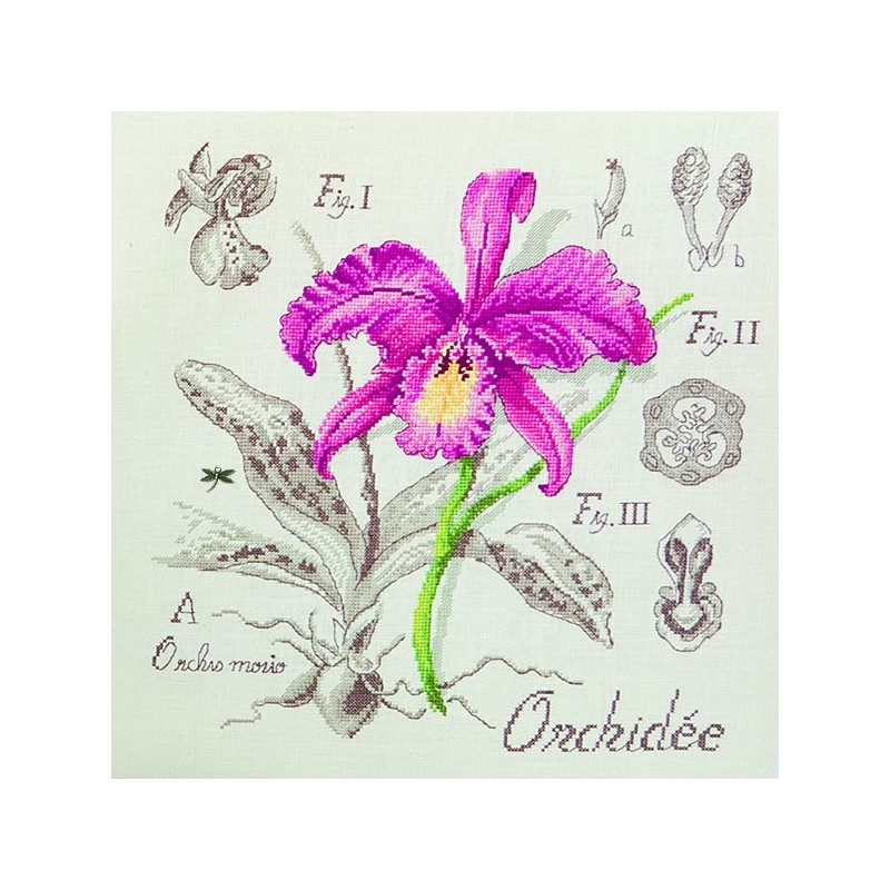 Aïda : Étude à l'Orchidée (maxi-grille) à broder au point de croix