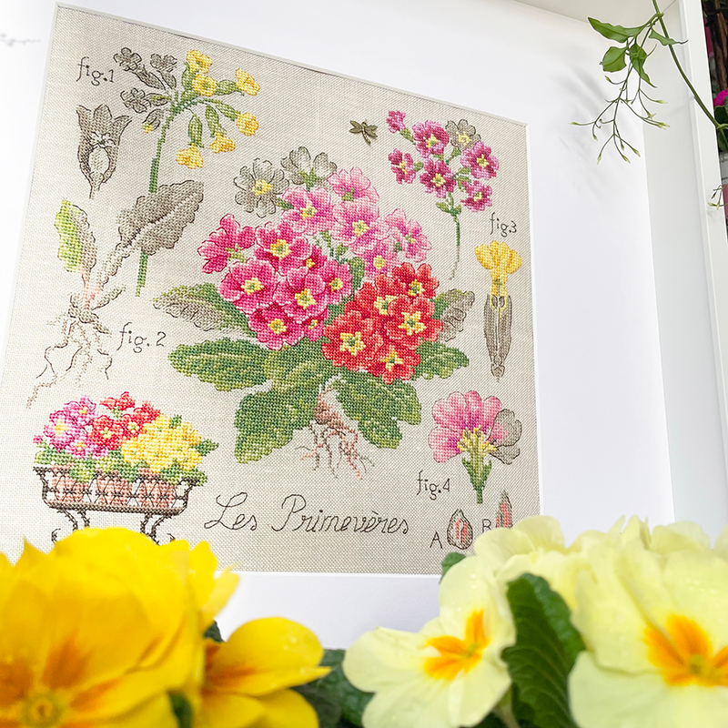 Aïda : Étude aux Primevères (maxi-grille)