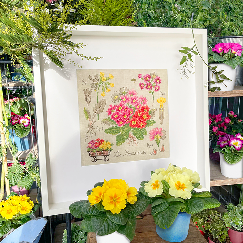 Aida : «Primevères» Study (maxi-pattern)