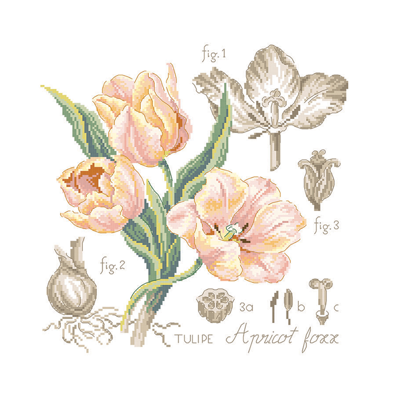 Aïda «Tulipe» Study (maxi-pattern)