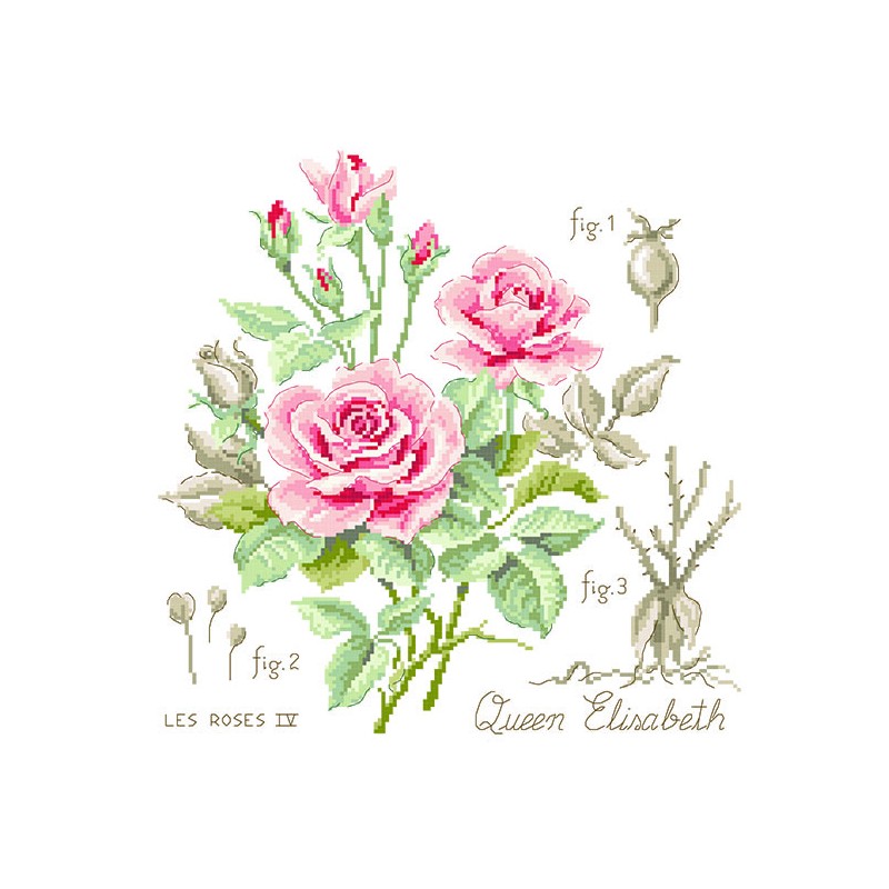 Aïda rose study «Queen Elisabeth» (Maxi Pattern)