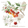 Lin : Étude aux Cerises (maxi-grille) Lin : Étude aux Cerises (maxi-grille)