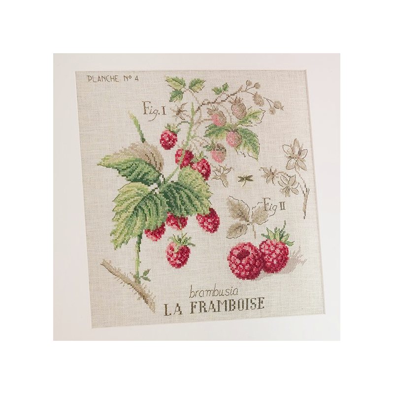 Aïda : Étude aux Framboises (maxi-grille)