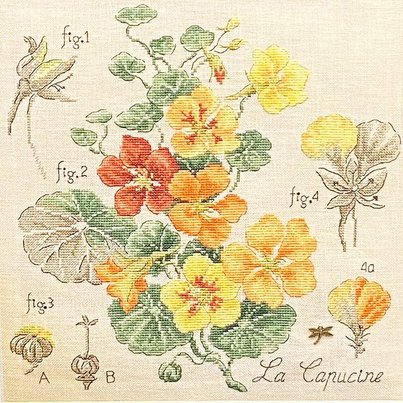 Lin : Étude aux Capucines (maxi-grille)