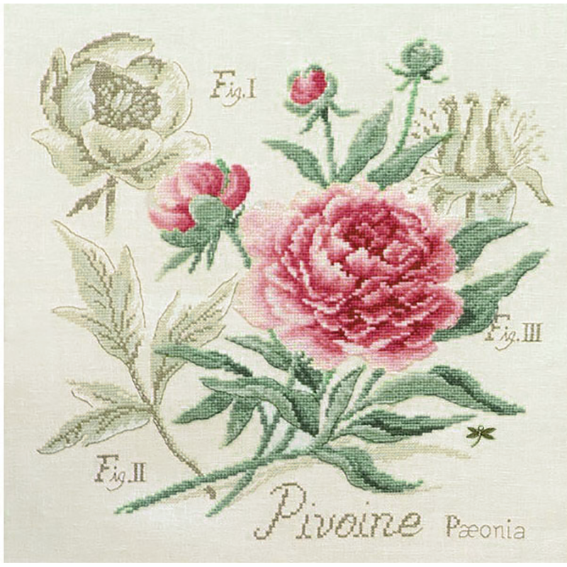 Aïda : Étude à la Pivoine (maxi-grille)