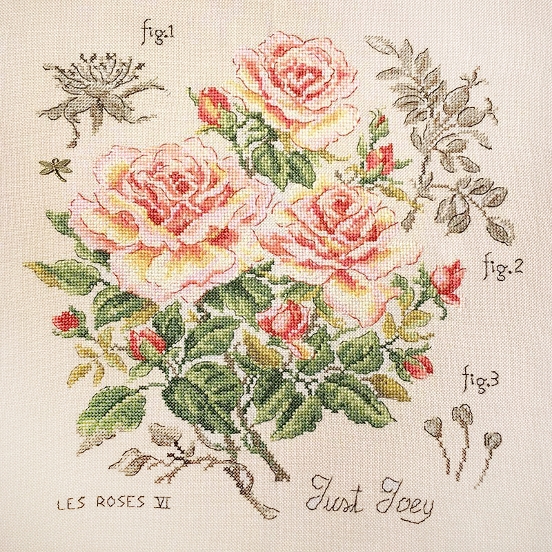Aïda rose study «Just Joey» (Maxi Pattern)