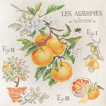 Lin : Étude aux Agrumes (maxi-grille)