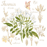 Linen : «Jasmin» Study (maxi-pattern) Linen : «Jasmin» Study (maxi-pattern)