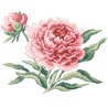 Lin : Tablier «Pivoine»